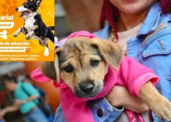 Participé de la jornada de adopción en mascotas de compañía en la Gobernación del Tolima