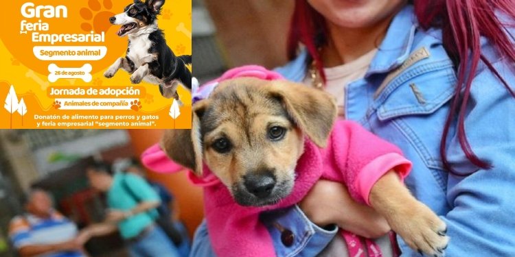 Participé de la jornada de adopción en mascotas de compañía en la Gobernación del Tolima