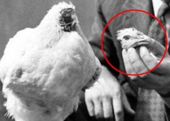 Mike, el pollo que sobrevivió un año sin cabeza, hizo millonario a su dueño
