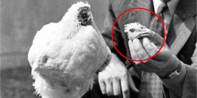 Mike, el pollo que sobrevivió un año sin cabeza, hizo millonario a su dueño