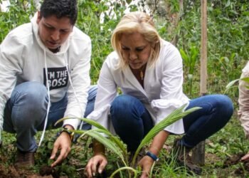 Cortolima Intensifica Esfuerzos para la Conservación de la Palma de Cera en Roncesvalles