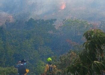 Cerca de 300 hectáreas de vegetación han sido consumidas por las llamas en Venadillo 