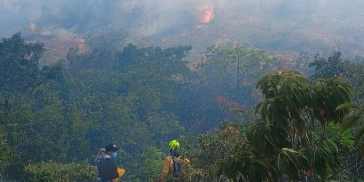 Cerca de 300 hectáreas de vegetación han sido consumidas por las llamas en Venadillo