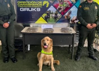 Canino ‘Jeffry’ encontró tres kilos de estupefacientes en encomienda