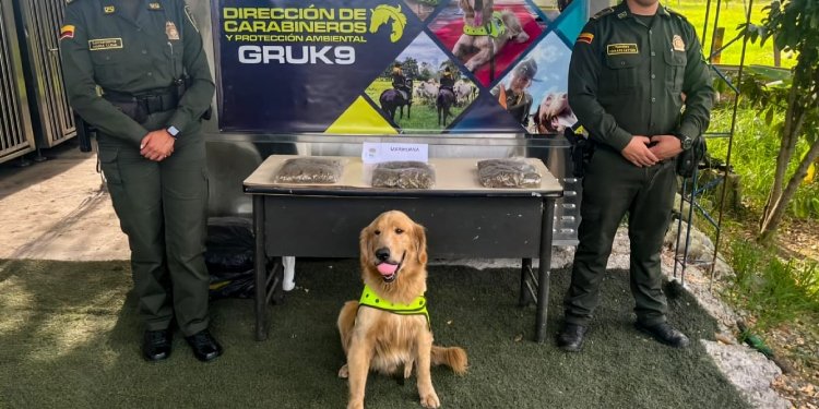 Canino ‘Jeffry’ encontró tres kilos de estupefacientes en encomienda
