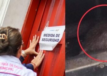 Por hallazgo de una ratona gigante en un horno, cerraron restaurante en el Centro de Ibagué