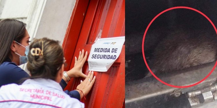 Por hallazgo de una ratona gigante en un horno, cerraron restaurante en el Centro de Ibagué