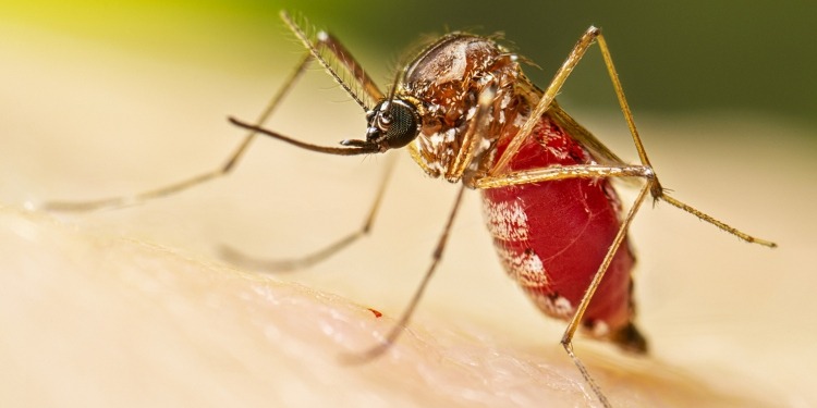 Alerta sanitaria en Colombia por virus de Oropouche ¿Qué es?