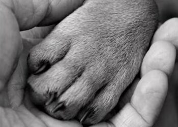 Despedir a nuestra mascota ¿Cómo superar está perdida?