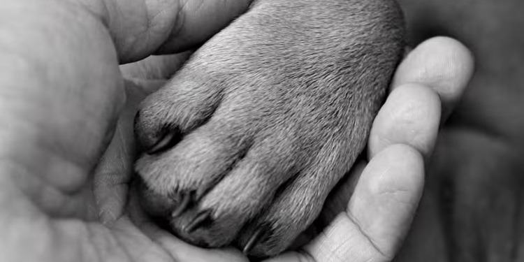 Despedir a nuestra mascota ¿Cómo superar está perdida?