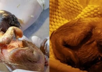 Después de 12 años en Colombia nace un cóndor de los Andes