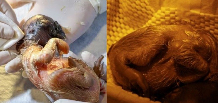 Después de 12 años en Colombia nace un cóndor de los Andes