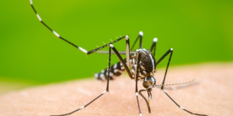 26 de agosto: Día Internacional contra el Dengue