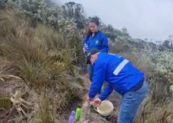 Vigilan recuperación de frailejones que fueron sustraídos por turista en el Parque Natural de los Nevados 