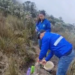 Vigilan recuperación de frailejones que fueron sustraídos por turista en el Parque Natural de los Nevados 