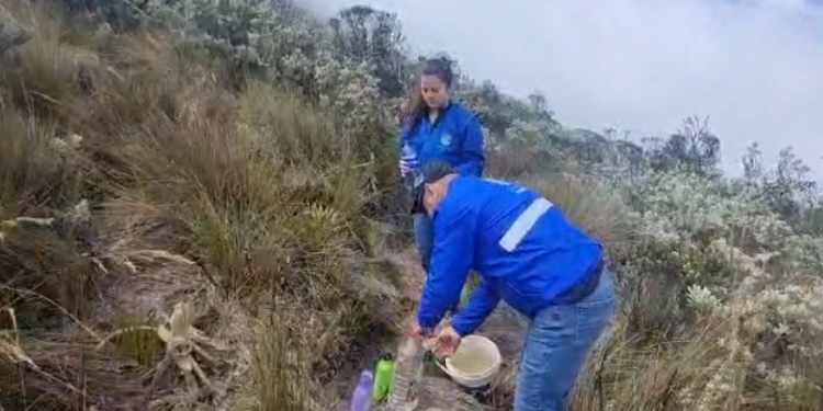 Vigilan recuperación de frailejones que fueron sustraídos por turista en el Parque Natural de los Nevados