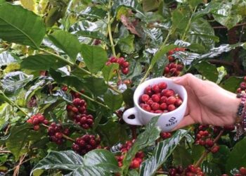 Así avanza la venta de Microlotes para la Feria de Cafés Especiales en Planadas