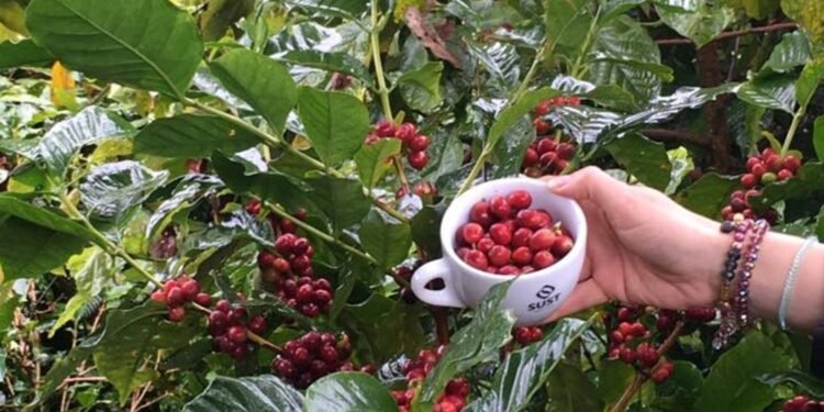 Así avanza la venta de Microlotes para la Feria de Cafés Especiales en Planadas