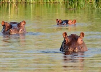 Tribunal de Cundinamarca ordena la erradicación de los hipopótamos de Pablo Escobar