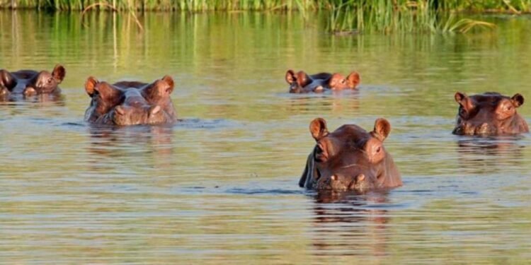 Tribunal de Cundinamarca ordena la erradicación de los hipopótamos de Pablo Escobar