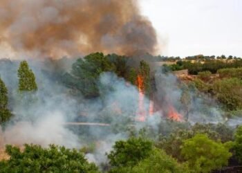 Más de 8000 hectáreas de vegetación se han perdido por incendios forestales en el Tolima