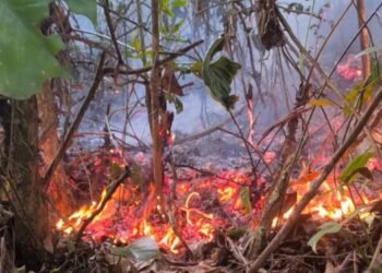 Los Bomberos de Ibagué extinguieron incendio forestal en la vereda Los Cauchos parte baja de Carmen de Bulira