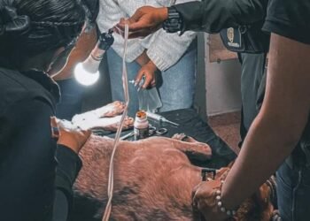 Ofrecen recompensa por casos de maltrato animal en Roncesvalles 