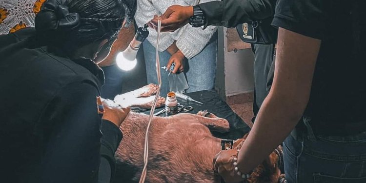 Ofrecen recompensa por casos de maltrato animal en Roncesvalles