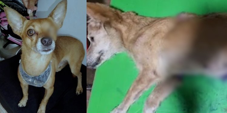 Imputaron cargos a presuntos responsables de agredir a dos perros en el Tolima