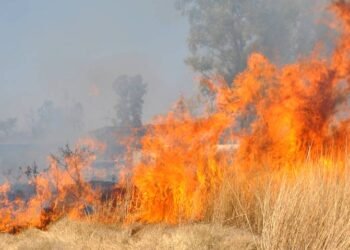 Controlan incendio forestal en zona rural de Melgar