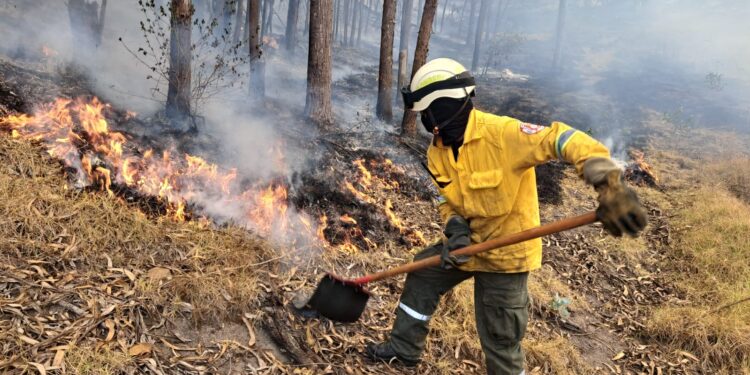 6500 hectáreas de vegetación se han perdido por incendios en Ortega y Coyaima