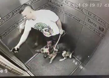 Indignación por nuevo caso de maltrato animal en Bogotá: hombre patea a su perro en ascensor