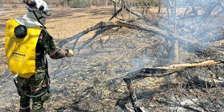 Ejército Nacional interviene 7.000 hectáreas de vegetación afectadas por incendios forestales en el Tolima 