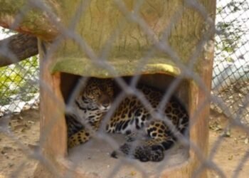 Nace en el Tolima el primer jaguar en cautiverio 