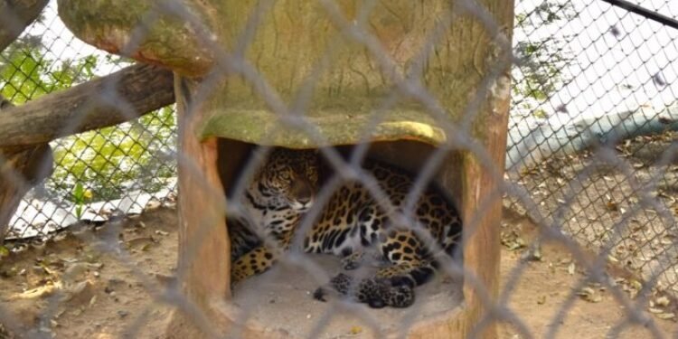 Nace en el Tolima el primer jaguar en cautiverio 