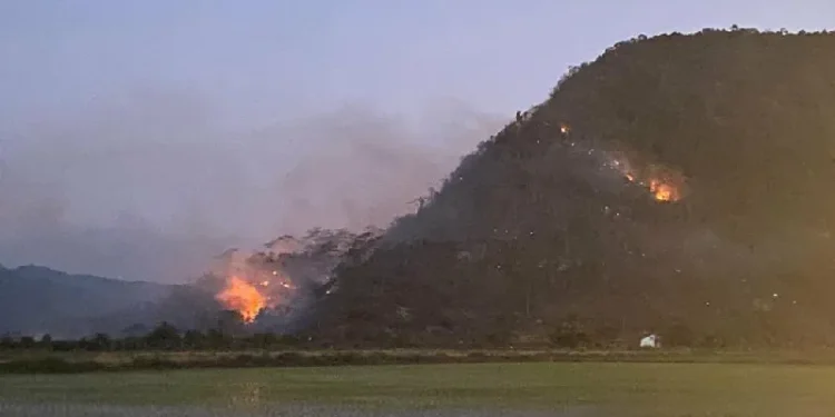 Así puede ayudar a los afectados por incendios forestales en el Tolima