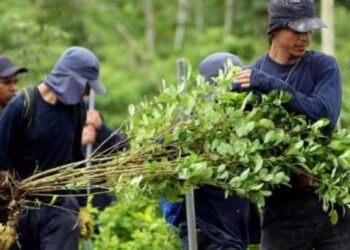 ¿Por qué el Estado no podría comprar la hoja de coca a los productores en Colombia? 