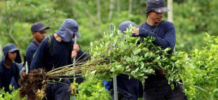 ¿Por qué el Estado no podría comprar la hoja de coca a los productores en Colombia? 