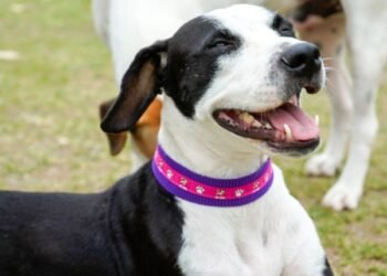 Así avanza la recuperación de Kira, la perrita abusada sexualmente en Planadas 