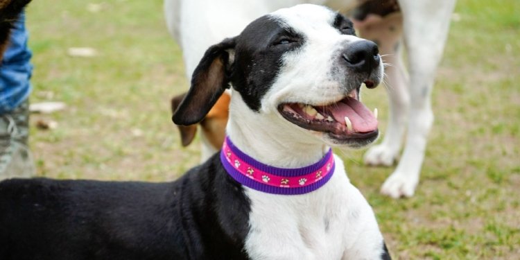 Así avanza la recuperación de Kira, la perrita abusada sexualmente en Planadas 