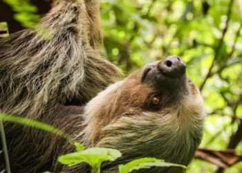 Cortolima libera perezoso encontrado en un camión