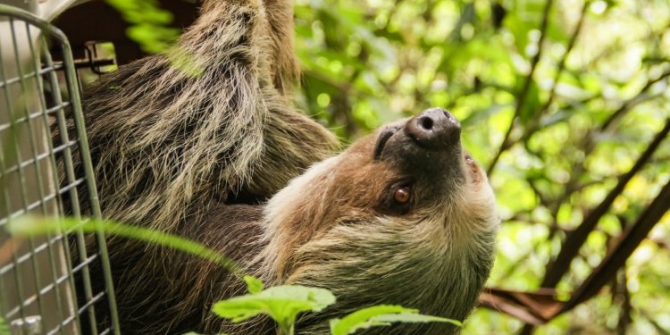 Cortolima libera perezoso encontrado en un camión