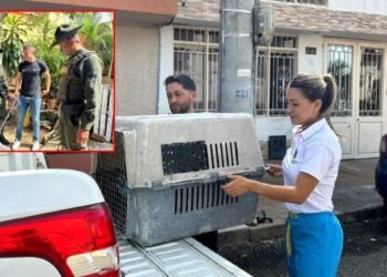 Rescataron a 19 perros y gatos que estaban desnutridos y con garrapatas en el barrio Las Margaritas