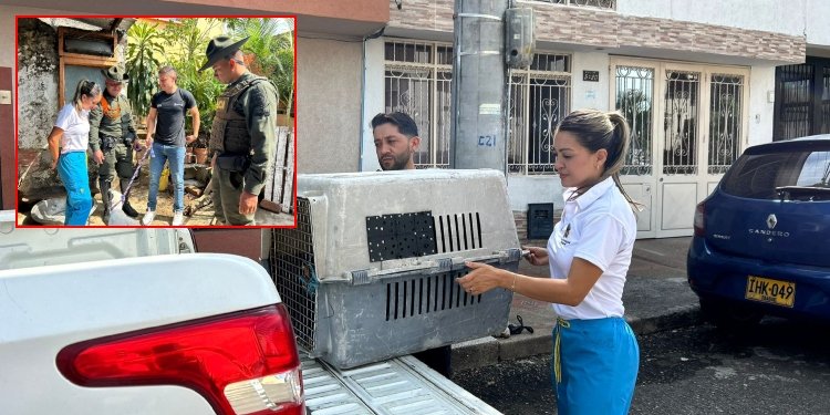 Rescataron a 19 perros y gatos que estaban desnutridos y con garrapatas en el barrio Las Margaritas