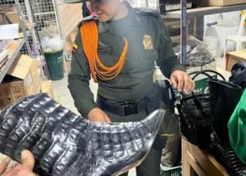 130 kilos de piel de cocodrilo en zapatos y bolsos fueron encontrados en locales de Bogotá