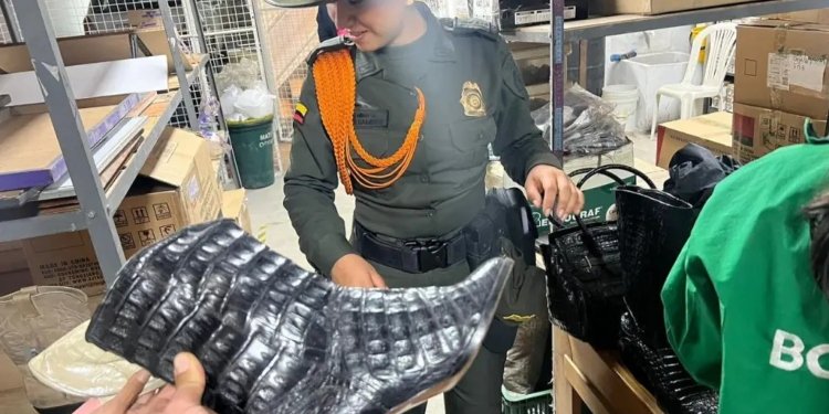 130 kilos de piel de cocodrilo en zapatos y bolsos fueron encontrados en locales de Bogotá