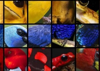 Nuevas notas musicales: El Himno de Colombia en la COP16 fue recreado con 700 sonidos de la naturaleza