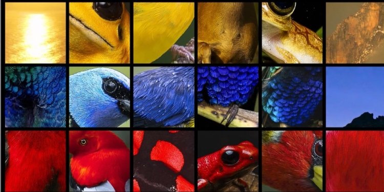 Nuevas notas musicales: El Himno de Colombia en la COP16 fue recreado con 700 sonidos de la naturaleza