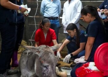 Burrito Medina se recupera de quemaduras ocasionadas por incendios forestales en Coyaima 