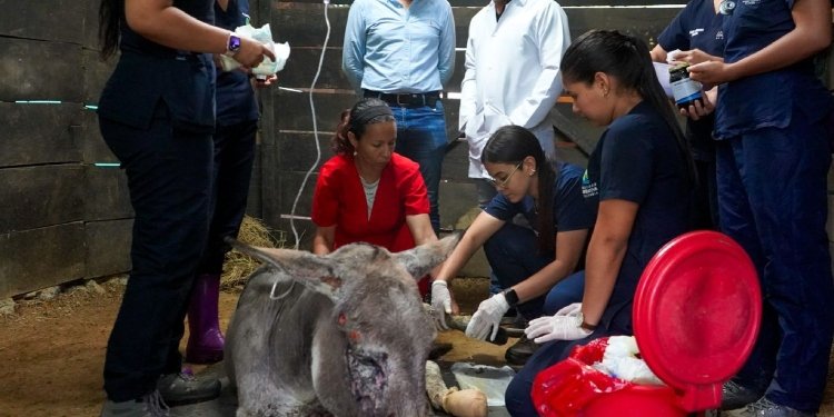 Burrito Medina se recupera de quemaduras ocasionadas por incendios forestales en Coyaima 